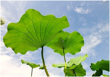 荷葉