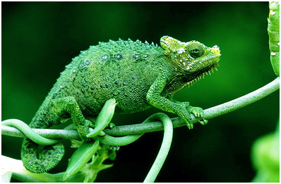 變（biàn）色龍